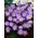 Balkan anemon "Charmer" - Pek besar - 80 pcs; Bunga angin Grecian, bunga angin musim sejuk - 