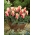 Tulipa Turkish Delight - paquete de 5 piezas
