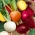 Beetroot - campuran pelbagai warna - BUTUH KELAPA - 100 biji - Beta vulgaris - benih