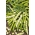 שעועית רחבה "הדרקון" - מגוון מוקדם מאוד עם זרעים גדולים - Vicia faba L.
