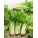 צלחת "צפיר" - מוערכת בטעם מעולה ובערך תזונתי - 900 זרעים - Apium graveolens