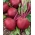 Sfeclă roșie "Jawor" - rotund, soi de producție - 500 de semințe - Beta vulgaris