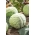 Biela kapusta "Slawa z Golebiewa" - na kyslú zeleninu alebo na priamu konzumáciu - Brassica oleracea convar. capitata var. alba - semená