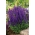 Stäppsalvia - violet-blue - Salvia nemorosa - frön