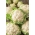 Biely karfiol 'Herbstriesen 2' -  Brassica oleracea var. Botrytis - Herberstein - semená