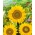 Girasol ornamental enano "Sunspot" - subvencionado - 100 gramos - 