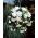 Begonia Pendula Cascade bela - 2 žarnici - Begonia ×tuberhybrida pendula