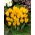 Açafrão florido amarelo grande - pacote XXXL - 500 unid.