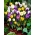 Selección botánica de azafrán - 10 piezas