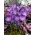 Crocus violet - 10 pieces