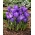 Crocus violet a grandes fleurs - pack XXL 100 pcs