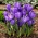 Purple large flowered crocus - XXL pack 100 pcs