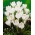 Biely veľký kvetovaný krokus - 10 ks