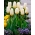 Purissima nízko rastúci tulipán - XXXL balenie 250 ks
