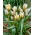 Little Star tulipan - 5 stk