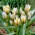 Little Star tulip - 5 pcs