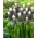 Druivenijs druif hyacint - 3 stuks - 