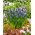 Night Eyes Armenian grape hyacinth - XXXL pack - 500 pcs