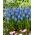 Lindsay hroznový hyacint - 10 ks