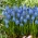 Lindsay hroznový hyacint - 10 ks