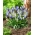 Hroznový hyacint výber - Muscari Mix - XXXL balenie - 500 ks