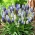 Hroznový hyacint výběr - Muscari Mix - XXL balení 100 ks.