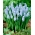 Valerie Finnis druif hyacint - 10 stuks - 
