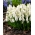 Hroznový hyacint White Magic - 10 ks.