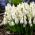 Hroznový hyacint White Magic - 10 ks.