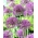 Cebola ornamental Violet Beauty - 3 unidades