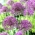 Violet Beauty okrasna čebula - 3 kosi