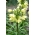 la fritillaria di Radde; corona nana imperiale - confezione XL - 50 pz