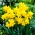 Double Campernelle daffodil - 5 pcs