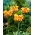 Orange Brilliant crown imperial; imperial fritillary, Kaiser's crown
