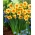 Kedron daffodil - 5 pcs