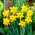 King Alfred daffodil - XL pack - 50 pcs