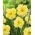 Narciso Sunny Side Up - Pack XL - 50 uds.