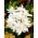 Crocus de otoño doble Alboplenum; azafrán del prado, dama desnuda - ¡paquete grande! - 10 piezas
