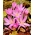 Purpureum rudeninis krokusas; pievos šafranas, nuoga ponia - 