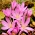 Purpureum jesenný krokus; šafran lúčny, nahá dáma - XL balenie - 50 ks