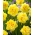 Sunny Day Narcis - XL-verpakking - 50 st - 