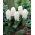 White Pearl hyacint - 3 st