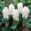 Hijacinta White Pearl - XL pakiranje 30 kos