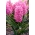 Scarlet Pearl hyacint - XXL pakke 150 stk.