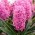 Scarlet Pearl hyacint - XXL förpackning 150 st