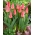 Adele Duttweiler tulipán - XXXL csomag 250 db.