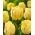 Tulipán Akebono - XXXL balenie 250 ks