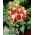 Ancilla tulip - XXXL pack  250 pcs