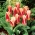 Ancilla tulip -  XL pack - 50 pcs