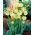 Antoinette tulipan - XL pakiranje - 50 kom